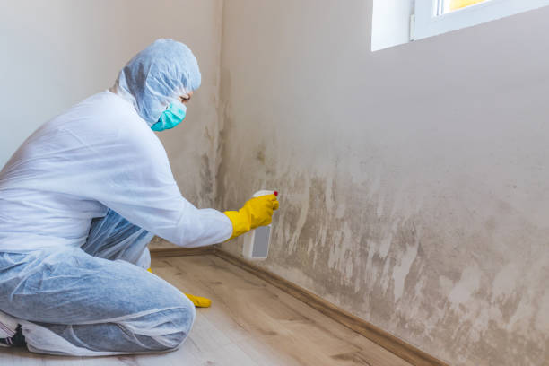 Licensed Mold Remediation service in Burlington, MA - WQB Mold Removal